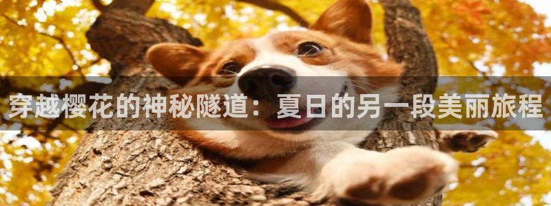 午夜影院免费看电视剧大全