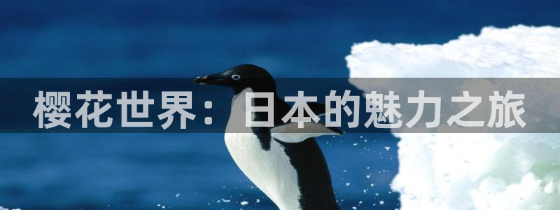 电视剧那片星空那片海2